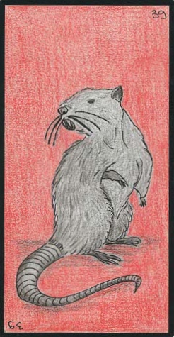 39 le rat oracle ge